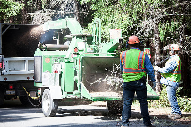 Seasonal Cleanup (Spring/Fall) in Archer Lodge, NC